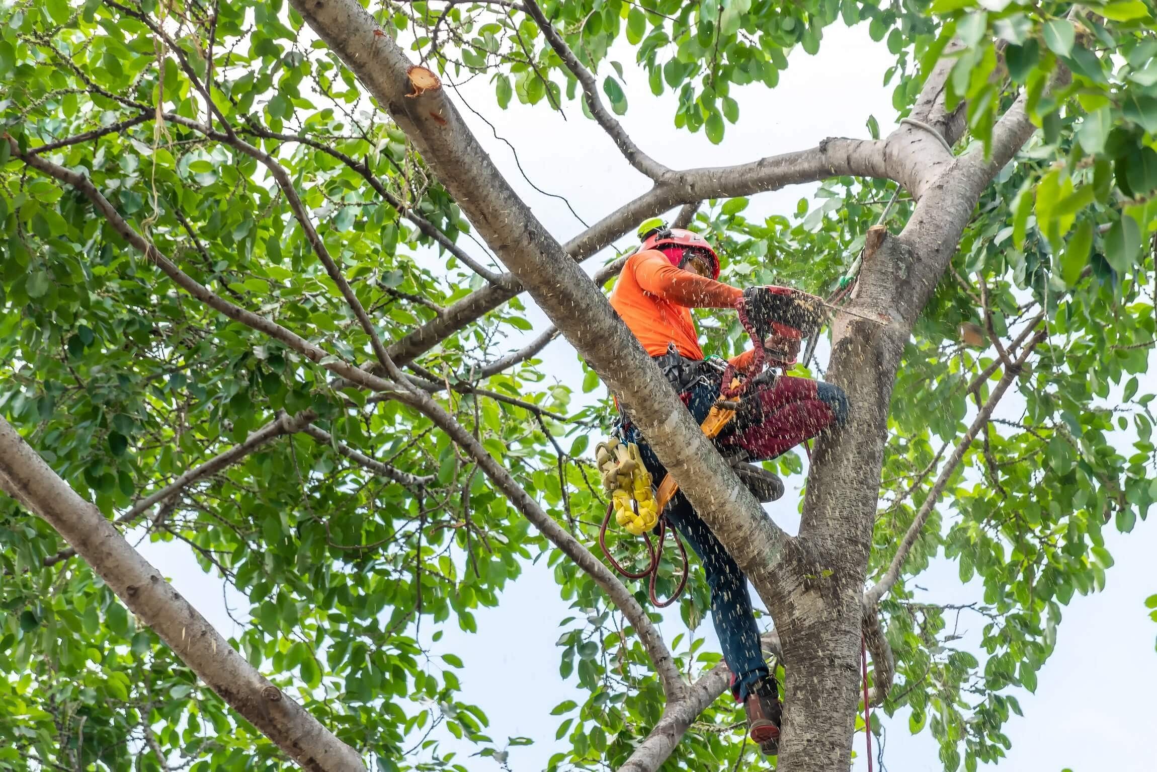 Superior Tree Service Inc